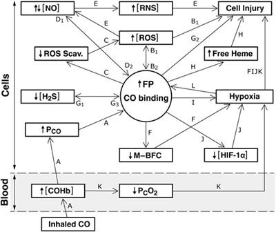 Carbon Monoxide (CO), Nitric Oxide, and Hydrogen Sulfide Signaling During Acute CO Poisoning